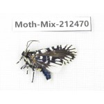 Moths sp. China, Tibet, Linzhi, Bomi county. 1Pcs. Moth-Mix-212470.