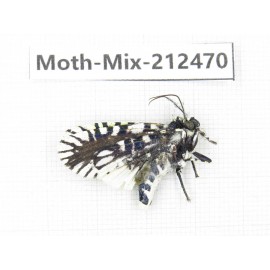 Moths sp. China, Tibet, Linzhi, Bomi county. 1Pcs. Moth-Mix-212470.