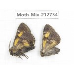 Moths sp. China, Tibet, Linzhi, Bomi county. 2Pcs. Moth-Mix-212734.