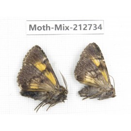 Moths sp. China, Tibet, Linzhi, Bomi county. 2Pcs. Moth-Mix-212734.