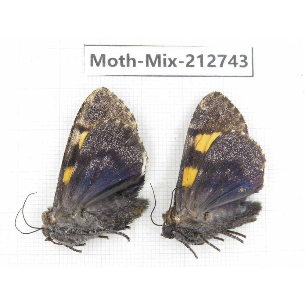 Moths sp. China, Tibet, Linzhi, Bomi county. 2Pcs. Moth-Mix-212743.