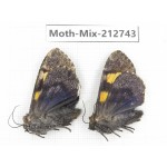 Moths sp. China, Tibet, Linzhi, Bomi county. 2Pcs. Moth-Mix-212743.