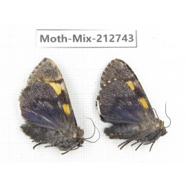Moths sp. China, Tibet, Linzhi, Bomi county. 2Pcs. Moth-Mix-212743.