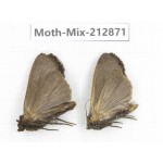 Moths sp. China, Tibet, Linzhi, Bomi county. 2Pcs. Moth-Mix-212871.
