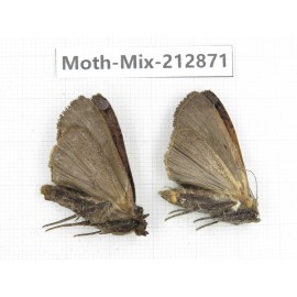 Moths sp. China, Tibet, Linzhi, Bomi county. 2Pcs. Moth-Mix-212871.