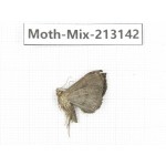 Moths sp. China, Tibet, Linzhi, Bomi county. 1Pcs. Moth-Mix-213142.
