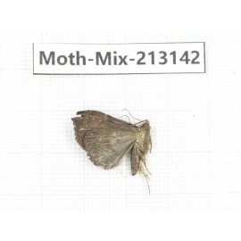 Moths sp. China, Tibet, Linzhi, Bomi county. 1Pcs. Moth-Mix-213142.