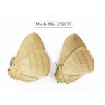Moths sp. China, Tibet, Linzhi, Bomi county. 2Pcs. Moth-Mix-212077.