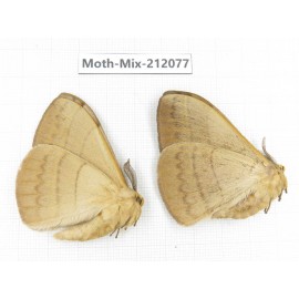 Moths sp. China, Tibet, Linzhi, Bomi county. 2Pcs. Moth-Mix-212077.