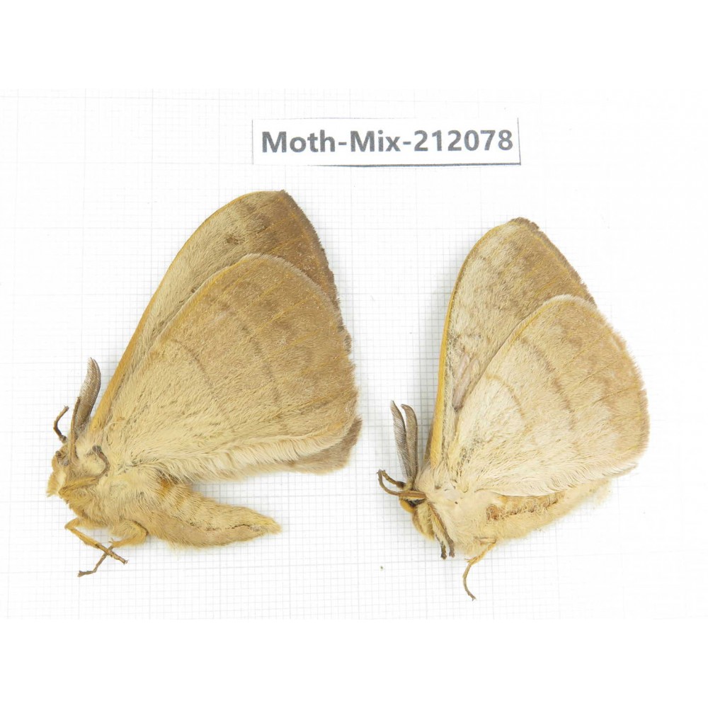 Moths sp. China, Tibet, Linzhi, Bomi county. 2Pcs. Moth-Mix-212078.