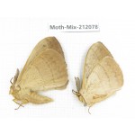 Moths sp. China, Tibet, Linzhi, Bomi county. 2Pcs. Moth-Mix-212078.