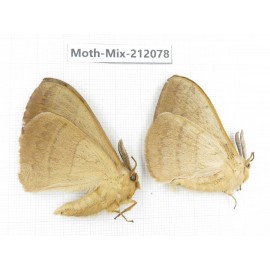 Moths sp. China, Tibet, Linzhi, Bomi county. 2Pcs. Moth-Mix-212078.
