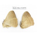 Moths sp. China, Tibet, Linzhi, Bomi county. 2Pcs. Moth-Mix-212079.
