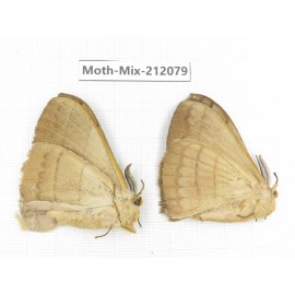 Moths sp. China, Tibet, Linzhi, Bomi county. 2Pcs. Moth-Mix-212079.