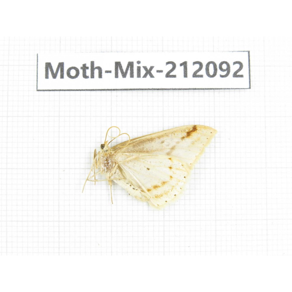 Moths sp. China, Tibet, Linzhi, Bomi county. 1Pcs. Moth-Mix-212092.
