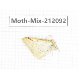 Moths sp. China, Tibet, Linzhi, Bomi county. 1Pcs. Moth-Mix-212092.