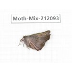 Moths sp. China, Tibet, Linzhi, Bomi county. 1Pcs. Moth-Mix-212093.