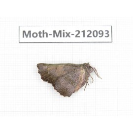 Moths sp. China, Tibet, Linzhi, Bomi county. 1Pcs. Moth-Mix-212093.