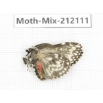 Moths sp. China, Tibet, Linzhi, Bomi county. 1Pcs. Moth-Mix-212111.