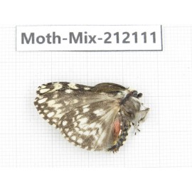 Moths sp. China, Tibet, Linzhi, Bomi county. 1Pcs. Moth-Mix-212111.