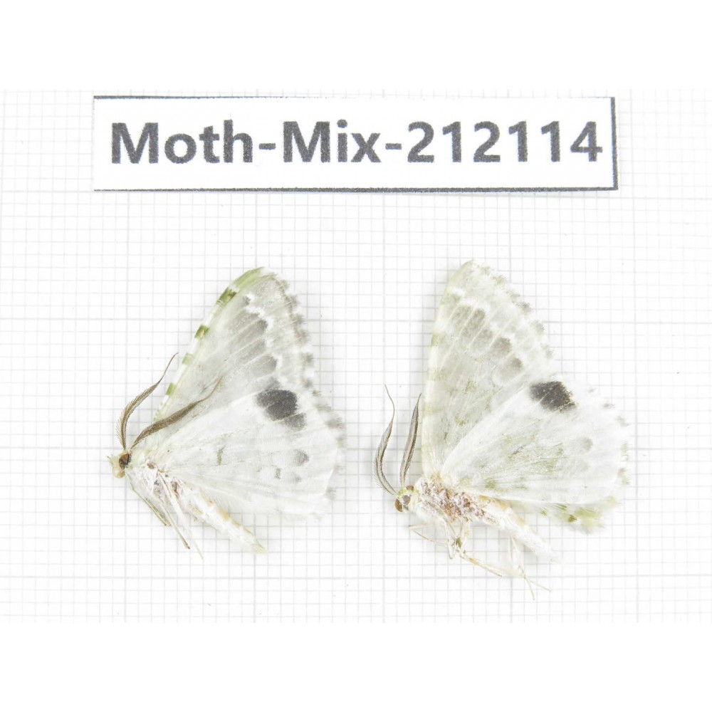 Moths sp. China, Tibet, Linzhi, Bomi county. 2Pcs. Moth-Mix-212114.