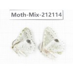 Moths sp. China, Tibet, Linzhi, Bomi county. 2Pcs. Moth-Mix-212114.
