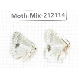 Moths sp. China, Tibet, Linzhi, Bomi county. 2Pcs. Moth-Mix-212114.