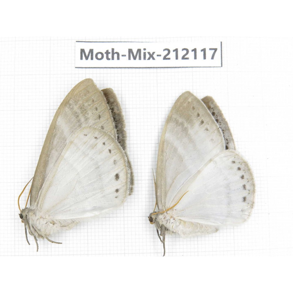 Moths sp. China, Tibet, Linzhi, Bomi county. 2Pcs. Moth-Mix-212117.