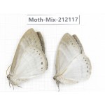 Moths sp. China, Tibet, Linzhi, Bomi county. 2Pcs. Moth-Mix-212117.