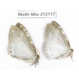 Moths sp. China, Tibet, Linzhi, Bomi county. 2Pcs. Moth-Mix-212117.