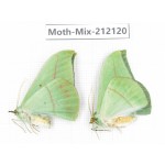 Moths sp. China, Tibet, Linzhi, Bomi county. 2Pcs. Moth-Mix-212120.