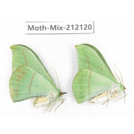 Moths sp. China, Tibet, Linzhi, Bomi county. 2Pcs. Moth-Mix-212120.