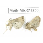 Moths sp. China, Tibet, Linzhi, Bomi county. 2Pcs. Moth-Mix-212208.