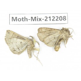 Moths sp. China, Tibet, Linzhi, Bomi county. 2Pcs. Moth-Mix-212208.