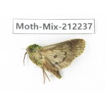 Moths sp. China, Tibet, Linzhi, Bomi county. 1Pcs. Moth-Mix-212237.