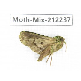 Moths sp. China, Tibet, Linzhi, Bomi county. 1Pcs. Moth-Mix-212237.
