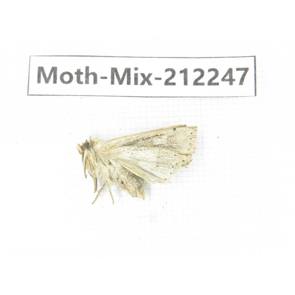 Moths sp. China, Tibet, Linzhi, Bomi county. 1Pcs. Moth-Mix-212247.