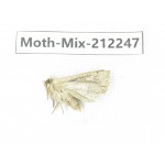 Moths sp. China, Tibet, Linzhi, Bomi county. 1Pcs. Moth-Mix-212247.