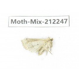 Moths sp. China, Tibet, Linzhi, Bomi county. 1Pcs. Moth-Mix-212247.