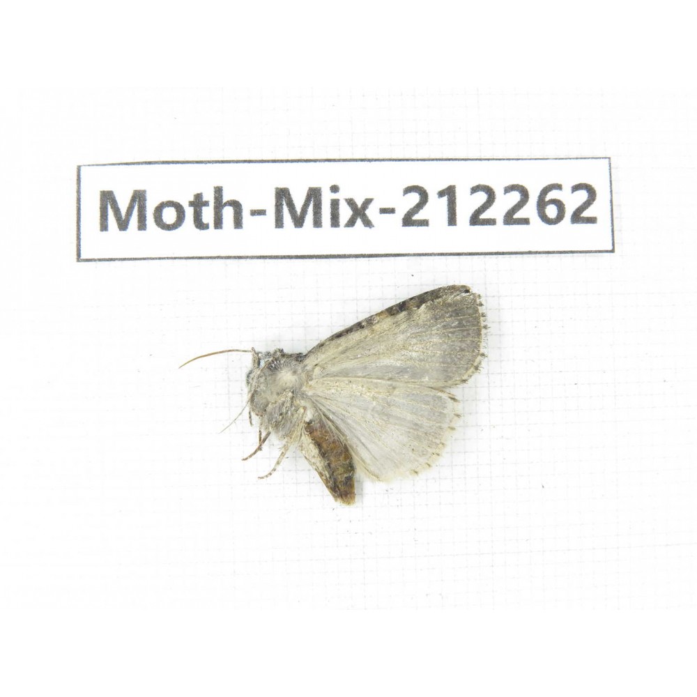 Moths sp. China, Tibet, Linzhi, Bomi county. 1Pcs. Moth-Mix-212262.
