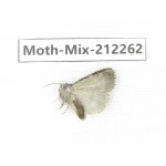 Moths sp. China, Tibet, Linzhi, Bomi county. 1Pcs. Moth-Mix-212262.