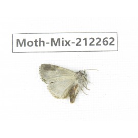 Moths sp. China, Tibet, Linzhi, Bomi county. 1Pcs. Moth-Mix-212262.