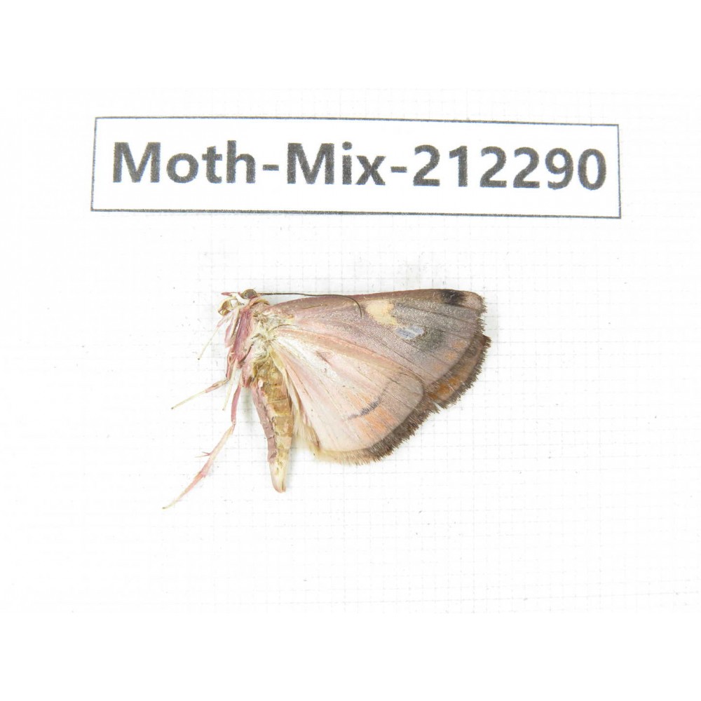 Moths sp. China, Tibet, Linzhi, Bomi county. 1Pcs. Moth-Mix-212290.