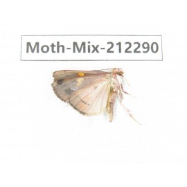 Moths sp. China, Tibet, Linzhi, Bomi county. 1Pcs. Moth-Mix-212290.