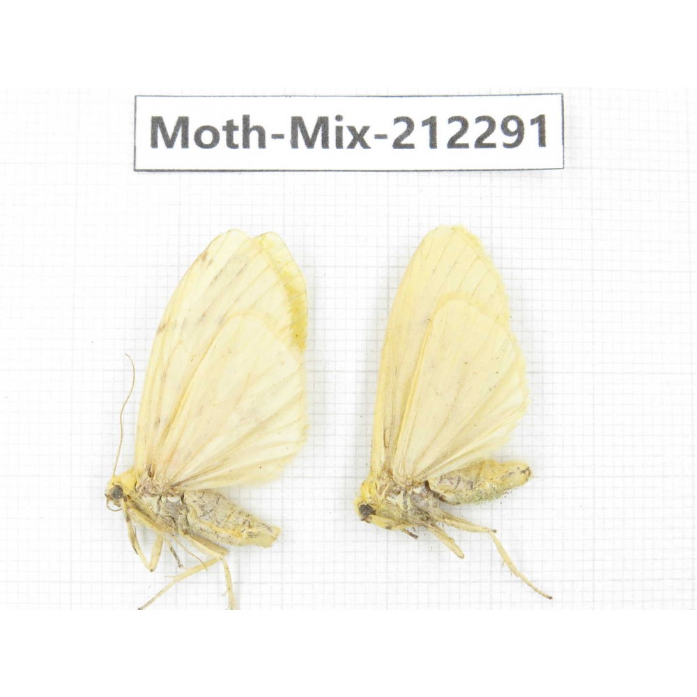 Moths sp. China, Tibet, Linzhi, Bomi county. 2Pcs. Moth-Mix-212291.