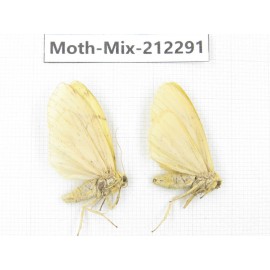 Moths sp. China, Tibet, Linzhi, Bomi county. 2Pcs. Moth-Mix-212291.