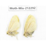 Moths sp. China, Tibet, Linzhi, Bomi county. 2Pcs. Moth-Mix-212292.
