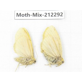 Moths sp. China, Tibet, Linzhi, Bomi county. 2Pcs. Moth-Mix-212292.