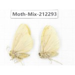 Moths sp. China, Tibet, Linzhi, Bomi county. 2Pcs. Moth-Mix-212293.
