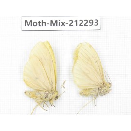Moths sp. China, Tibet, Linzhi, Bomi county. 2Pcs. Moth-Mix-212293.